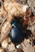 Amara ovata